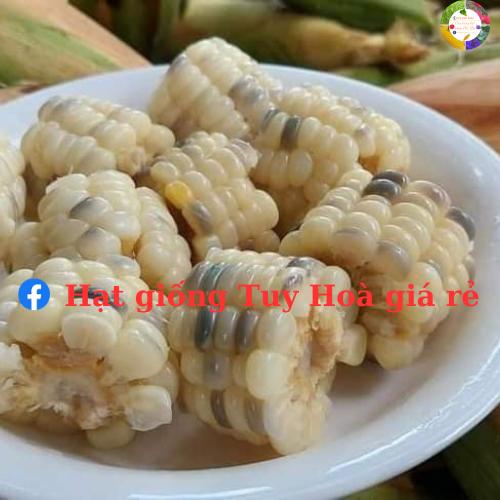 Hạt giống ngô nếp lai f1 tím ngọt 099 gói 500 gram