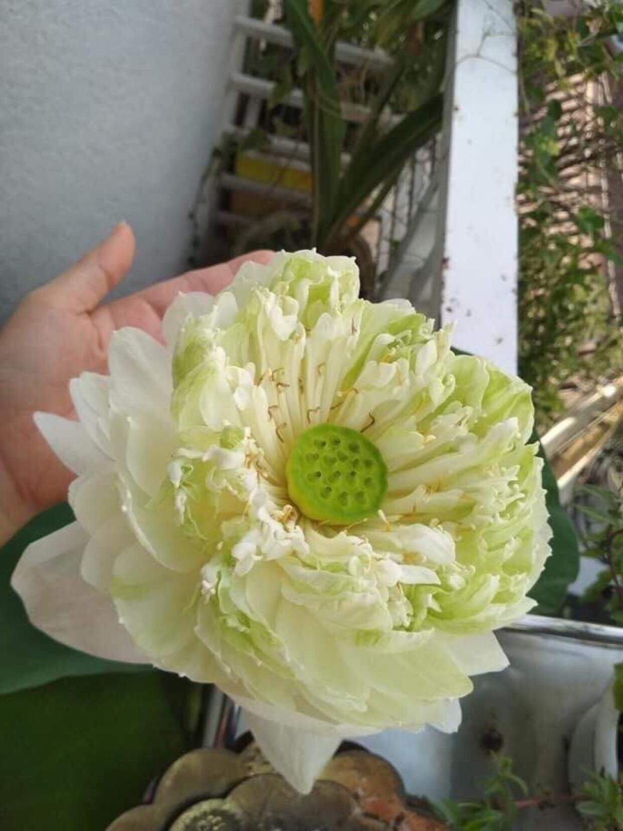 Sen Thái- Củ Giống gồm 12 loại- Ra Hoa Sau 1 Tháng Trồng