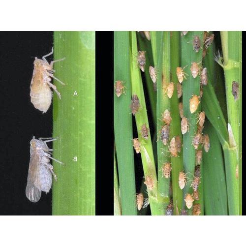 Chế phẩm trừ sâu sinh học Bio-B gói 30g - gói màu đen, hiệu quả tức thì