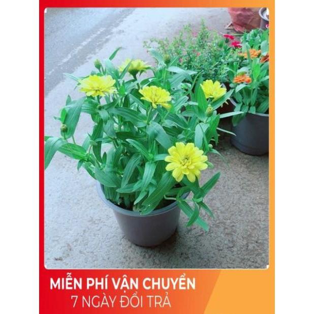 Hoa Cúc Duyên
