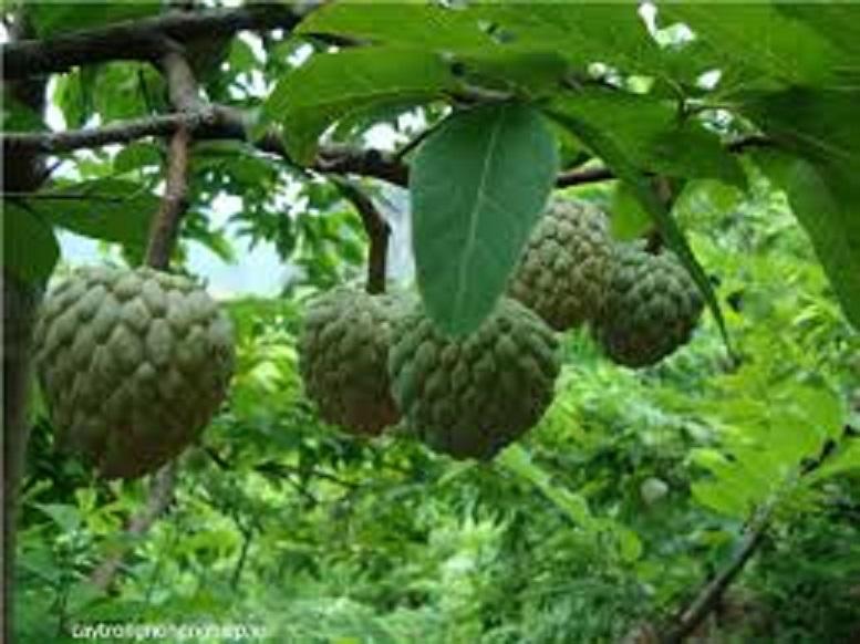 Cây na dai, giống na dai siêu quả thơm ngon