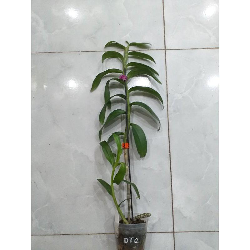 Hoa phong lan - hawai trắng xưa