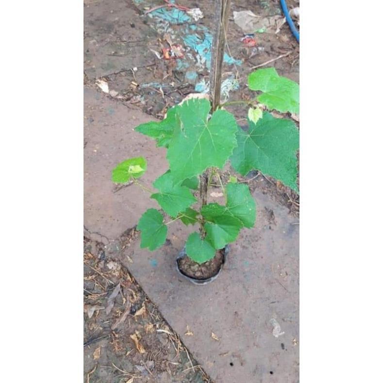 Sản phẩm CÂY GIỐNG NHO NGÓN TAY