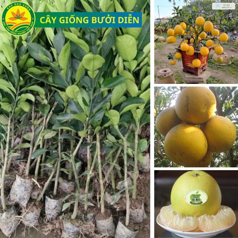 Cây giống bưởi Diễn, cây cao 60 cm cây giống khỏe, năng suất cao, dễ trồng dễ chăm sóc