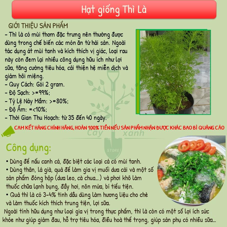 Hạt Giống Thì Là Dễ Trồng, Sớm Thu Hoạch - Gói 5 gram