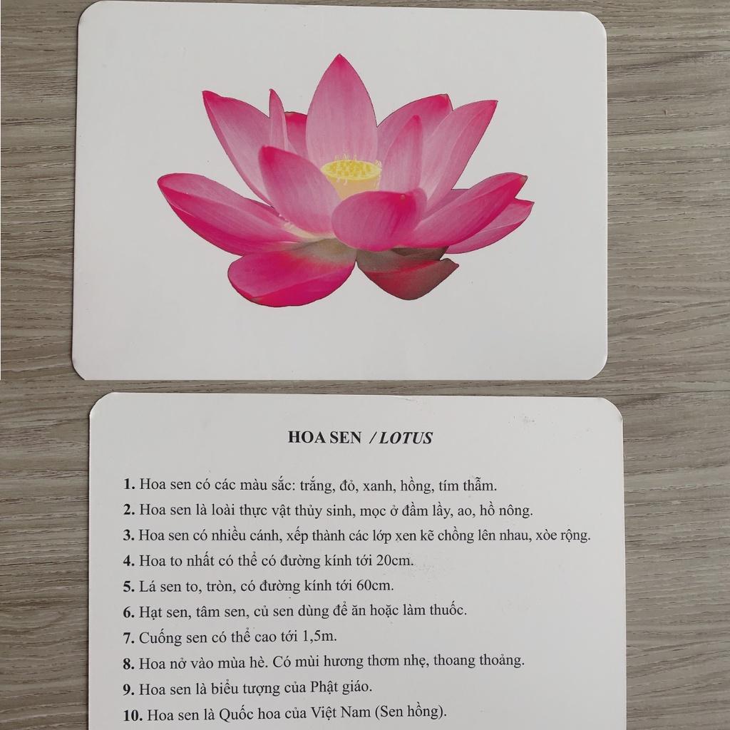 Bộ thẻ học thế giới xung quanh chuẩn flashcard cơ bản 100 thẻ Shop Bố Su