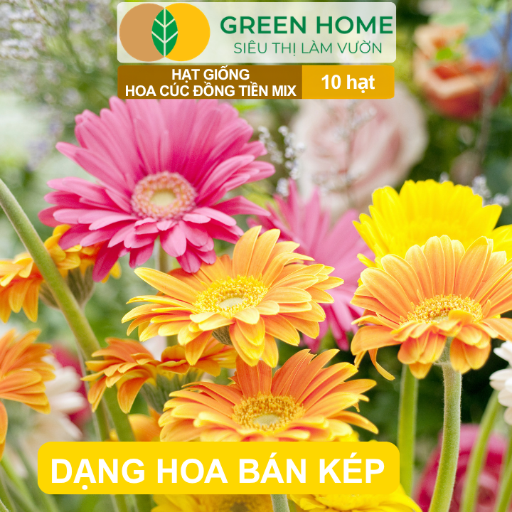 Hạt Giống Hoa Cúc Đồng Tiền Mix GreenHome, Gói 10 hạt, Hoa Nở Rực Rỡ, Dễ Trồng Quanh Năm H17