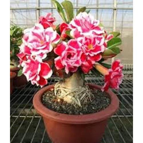 CÂY HOA SỨ THÁI CÁNH KÉP " LẠC LONG QUÂN " - BẢO HÀNH MẶT HOA KÉP Y ẢNH - CHSTLLLQ0202