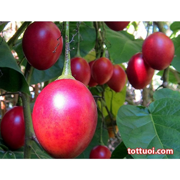 CÂY GIỐNG CÀ CHUA THÂN GỖ