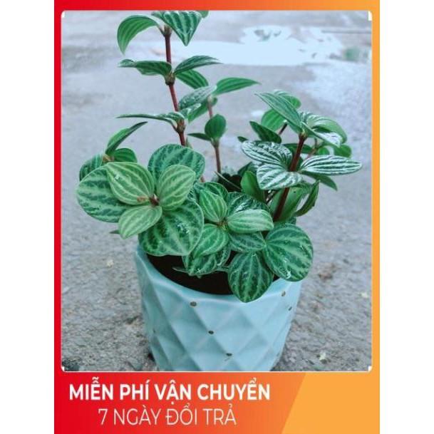 Chậu Cây Kim Cương Hột Xoàn