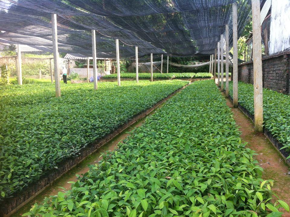 Combo 10 Cây quế giống cam kết chất lượng