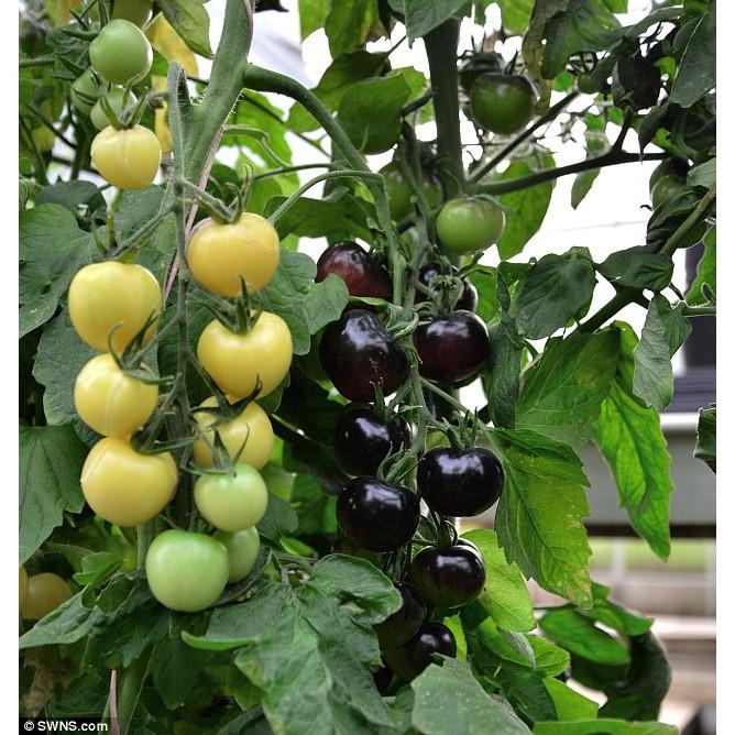 Hạt giống cà chua đen Mỹ 10 hạt/gói