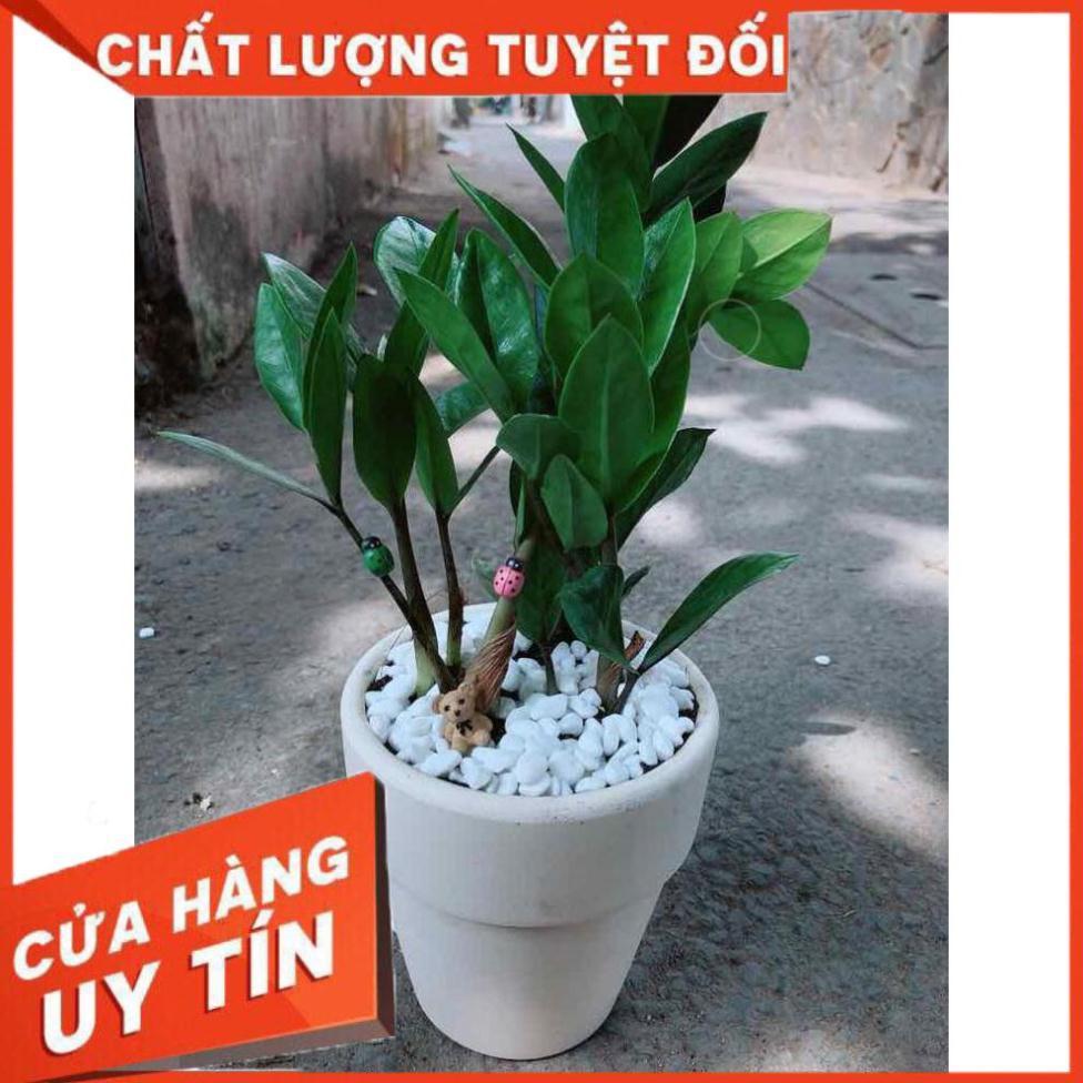 Chậu kim tiền thái Nhiều Người Mua