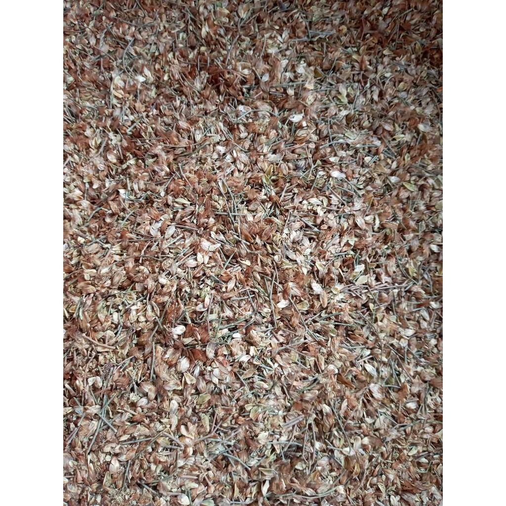 200 gram hạt giống cây phi lao