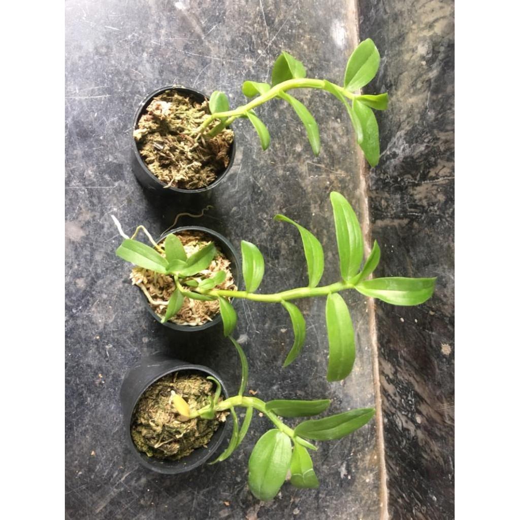 Phi điệp gái nhảy