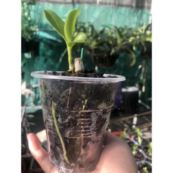 Phong lan phi điệp 5 cánh trắng phú thọ - hàng đột biến rừng