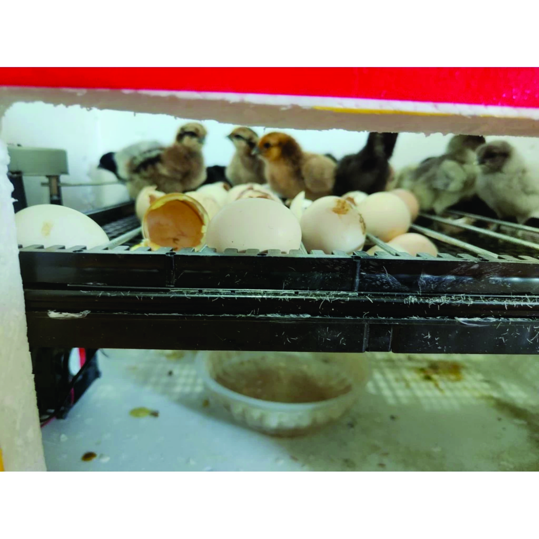 Combo Bộ máy ấp trứng tự động 54 trứng và khay đảo, cho gà vịt ngan ngỗng chim cút, chưa bao gồm thùng xốp