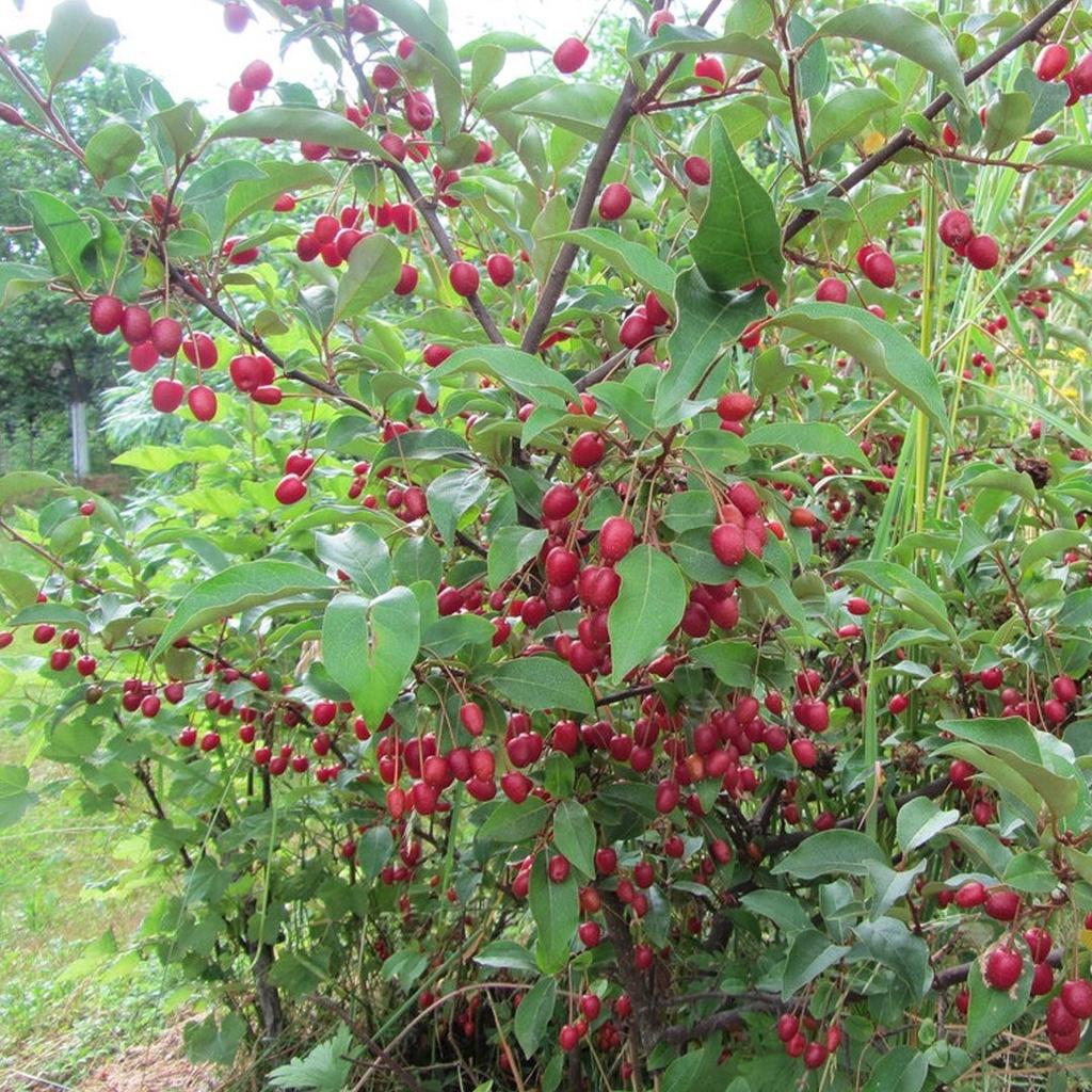CÂY GIỐNG NHÓT NGỌT 1 năm tuổi. *
