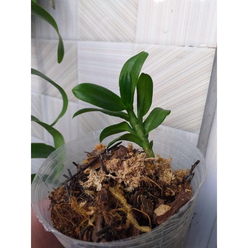 Hoa phong lan 5ct cánh trắng lâm thồn