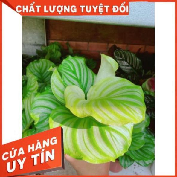 Chậu đuôi công xanh