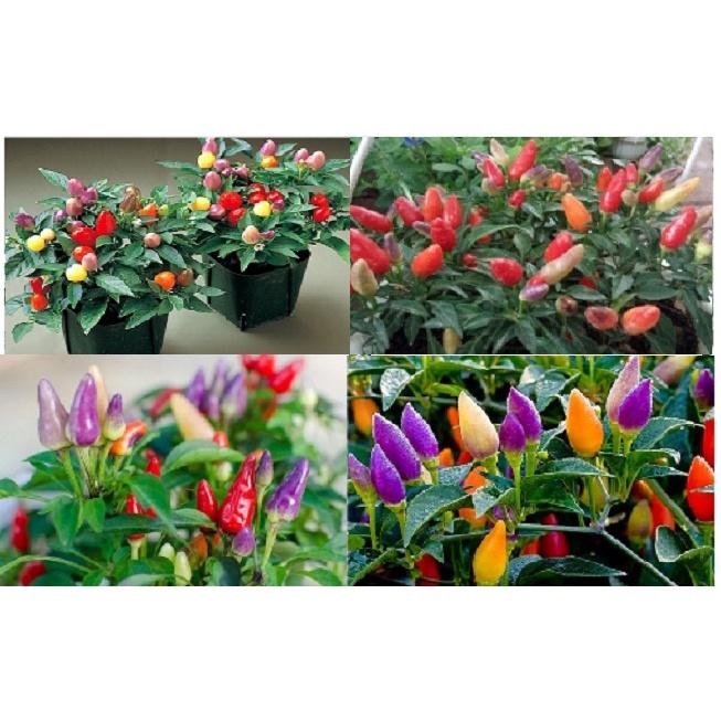 HẠT GIỐNG ỚT NGŨ SẮC - Đức- 30 Hạt/ gói