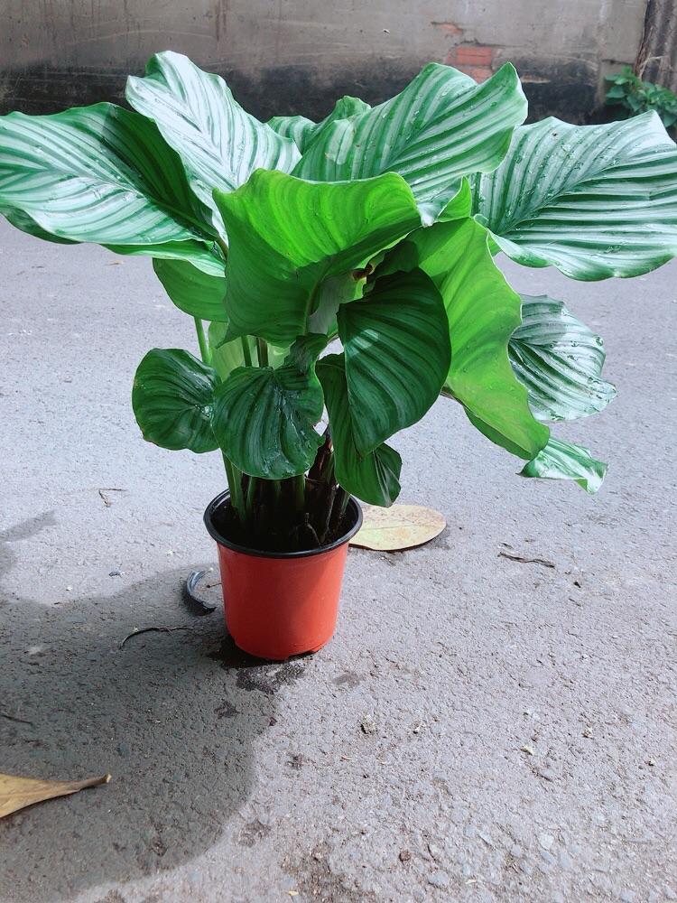 Đuôi Công Táo Xanh