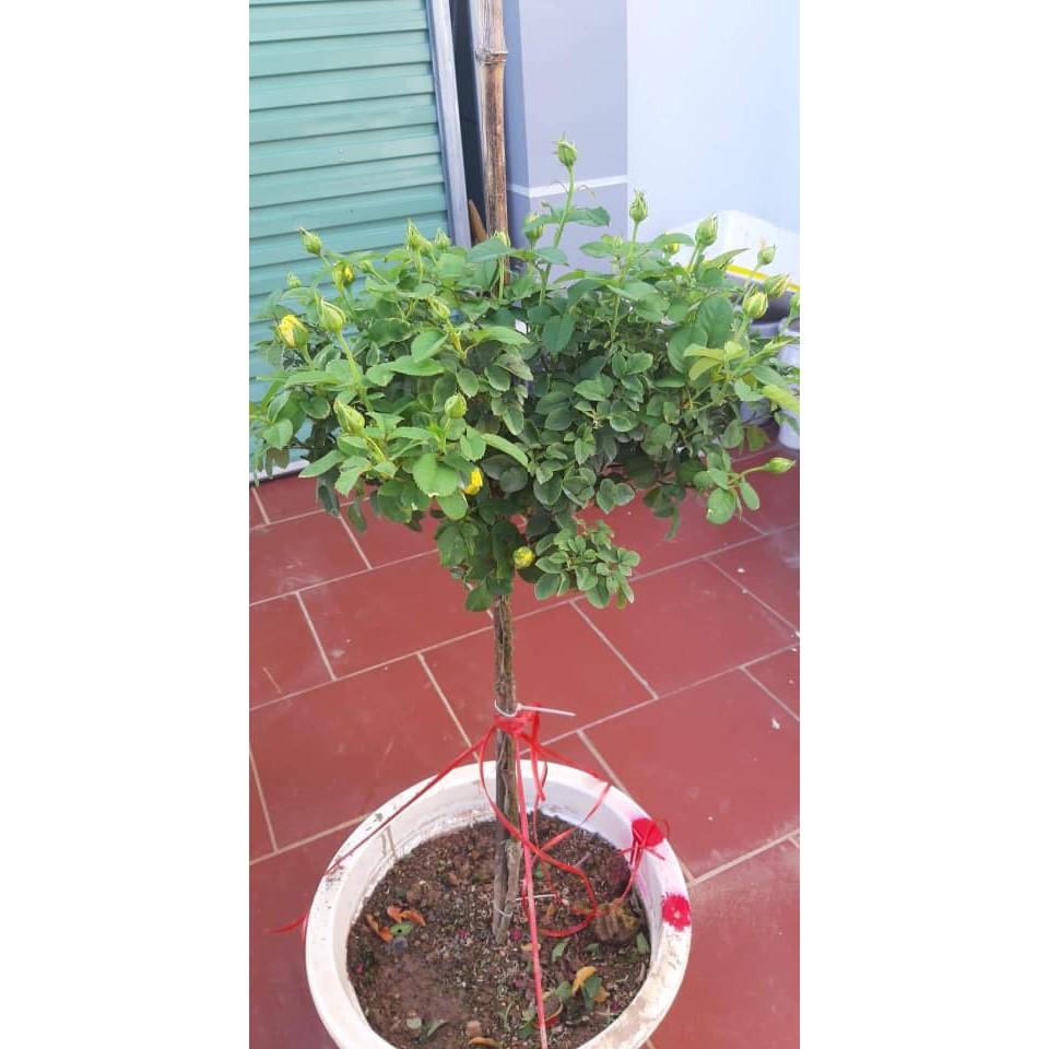 Hồng siêu nụ hàng hiếm