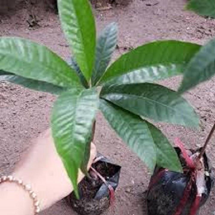 CÂY TRỨNG GÀ - Lê ki ma - CÂY TRỨNG GÀ - Lê ki ma