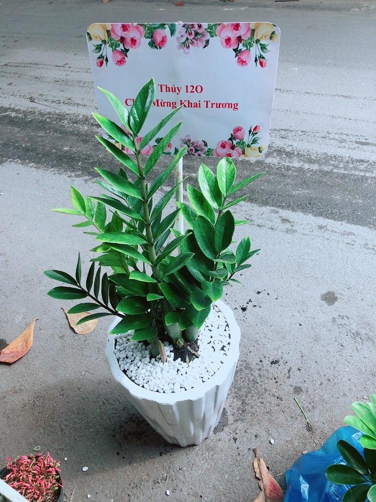 Chậu Cây Kim Phát Tài