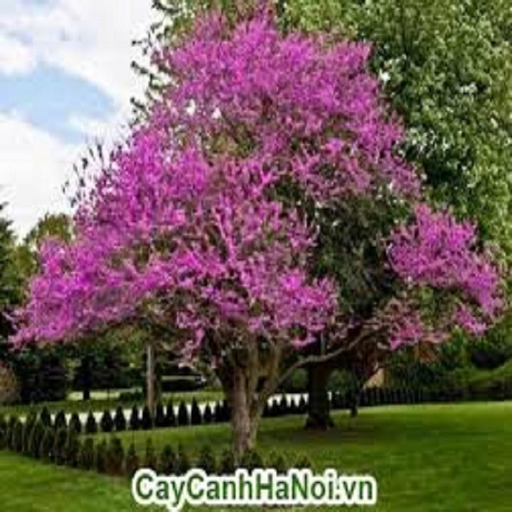 CÂY PHONG LINH TÍM GIỐNG