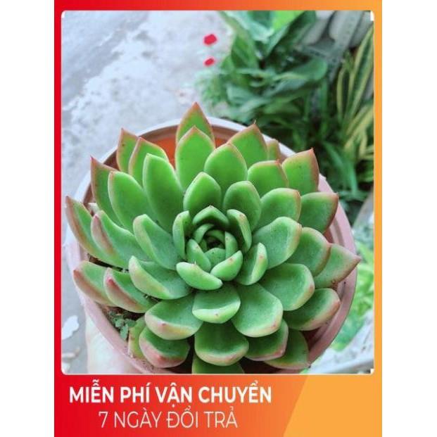 Sen Đá Size Đại