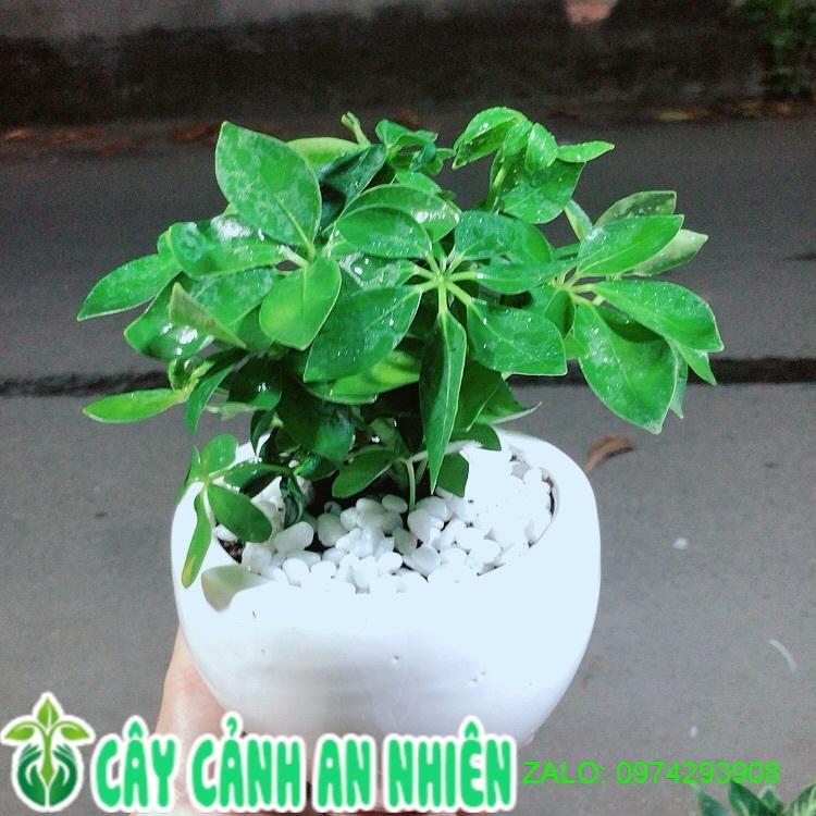 Chậu Cây Ngũ Gia Bì