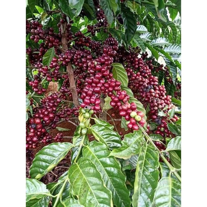 Cây cà phê vối TR4