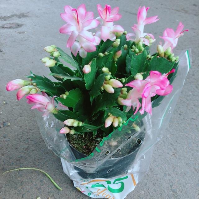 Cây Tiểu Quỳnh