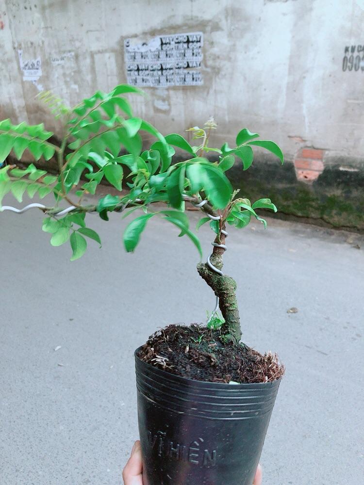 Cây Khế Bonsai