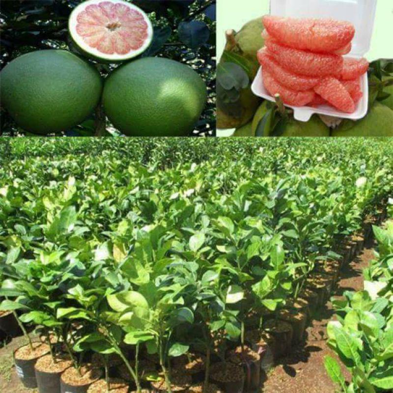 Cây giống Bưởi Năm Roi