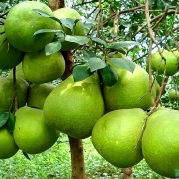 Cây giống bưởi da xanh ruột Hồng cho năng suất cao. cây giống thuần chủng F1