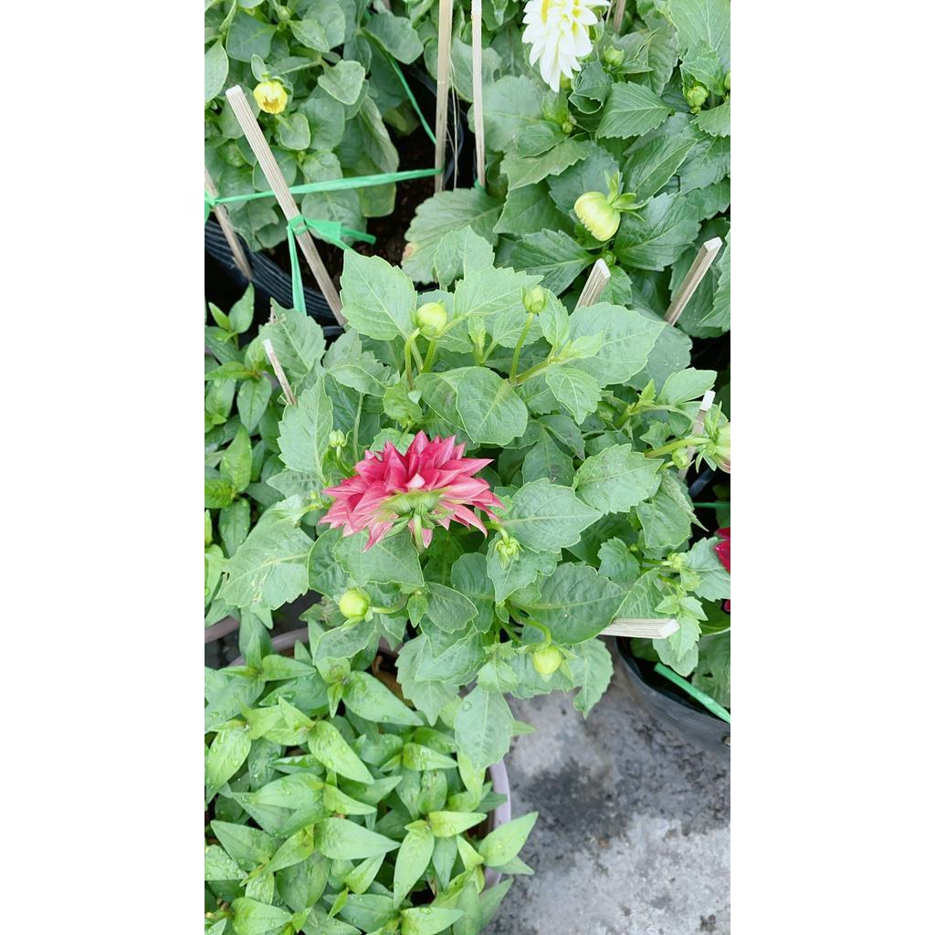 Cây Thược Dược Mini