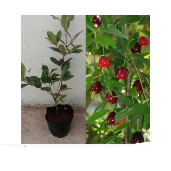 Cây giống CHERRY Brazil chịu nhiệt - Cây giống F1- hàng nhập khẩu