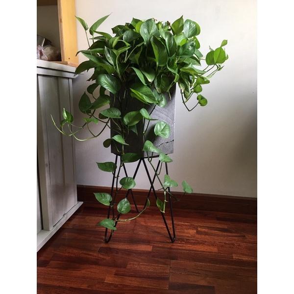 Chậu lục giác bằng đá tự nhiên trồng cây trong nhà KT C30x30x30