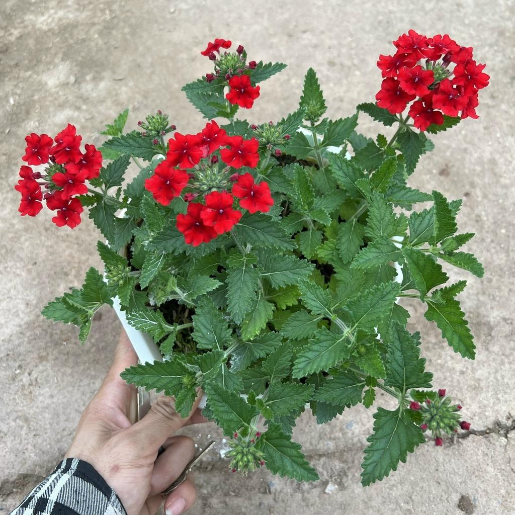 Chậu hoa cúc indo treo dài rủ 15-20cm, cúc nữ hoàng nở rực rỡ đẹp mắt, treo trang trí ban công, sân vườn