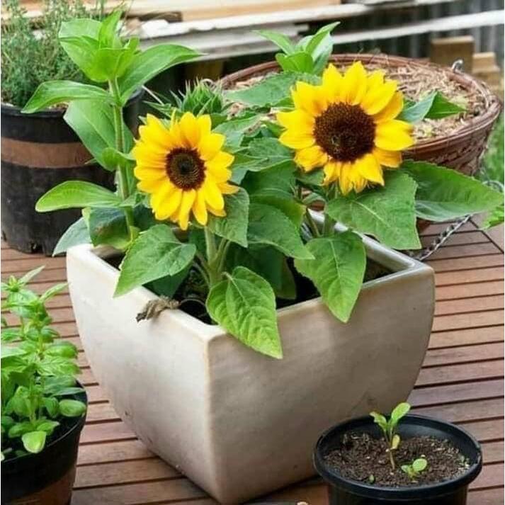 Gói 30 hạt giống hoa hướng dương lùn chuẩn giống f1 siêu đẹp hoa nở quanh năm
