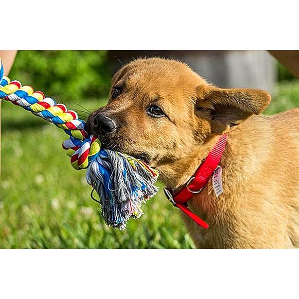 Đồ chơi cho chó gặm dây thừng nhiều size cho các bé gặm