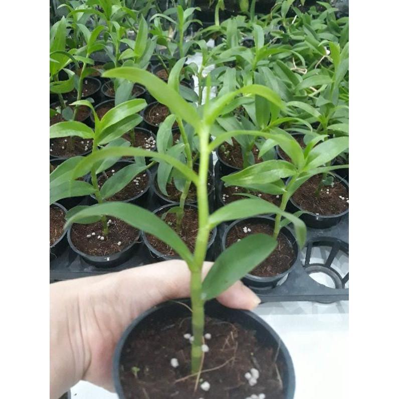 Hoa phong lan - 5ct hiển oanh