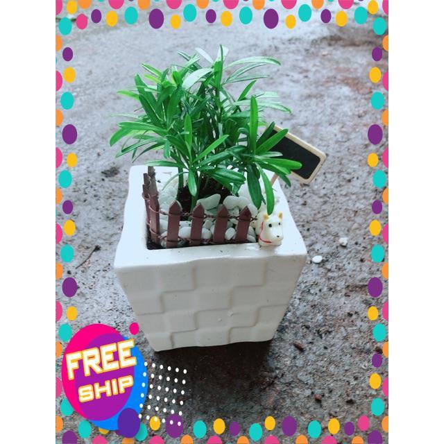 Chậu Tùng Vạn Niên