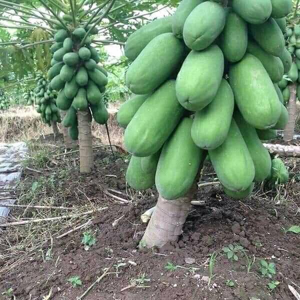 CÂY GIỐNG ĐU ĐỦ ruột đỏ LÙN TRỒNG CHẬU .