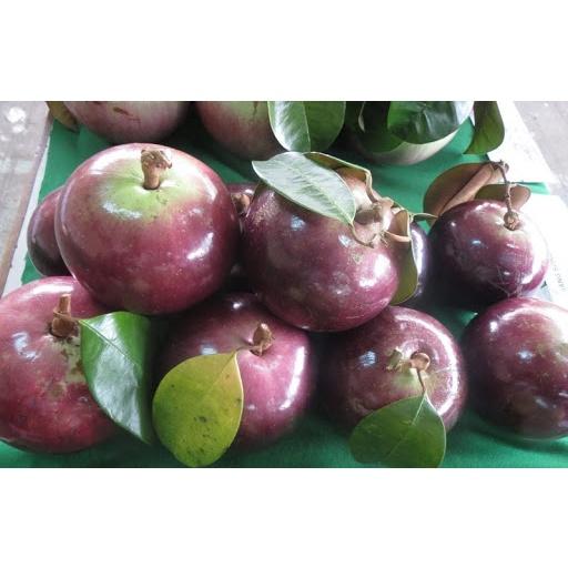 Cây giống Vú Sữa Lò rèn .