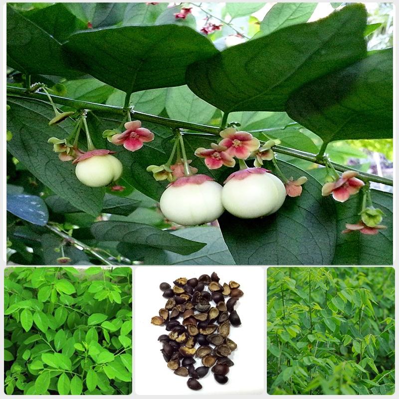 Combo 3 gói hạt giống rau bồ ngót -gói 0,1 gram-tặng kèm gói phân bón lót