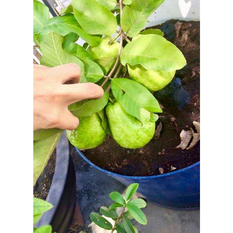 Cây giống Ổi Không Hạt Xá Lị