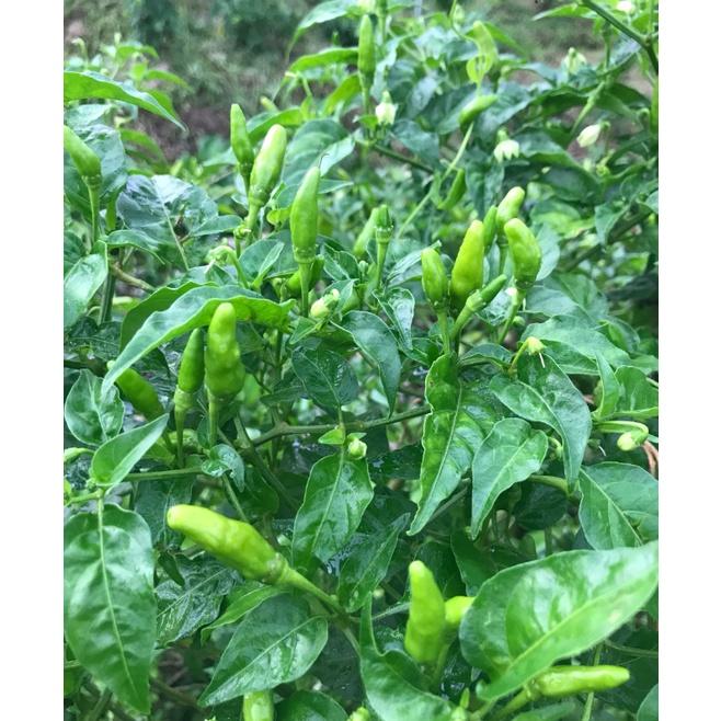 Hạt Giống ớt hiểm xanh 948F1